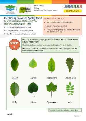 Click to view Resource 108012 Identifying trees at Appley Park