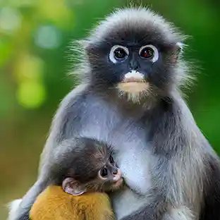 Image representing Animal Attractions school trips