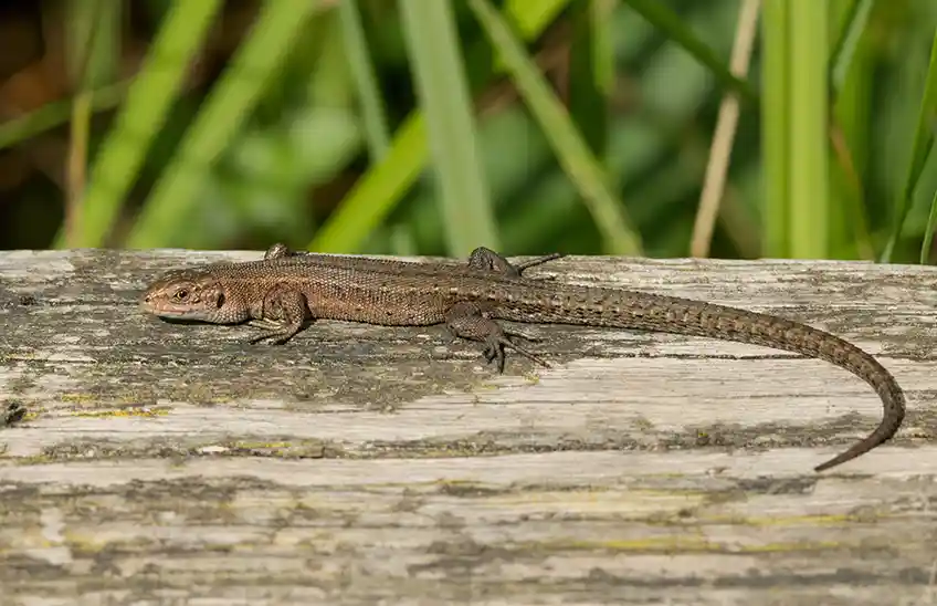 Animals, Habitats & Biodiversity study options