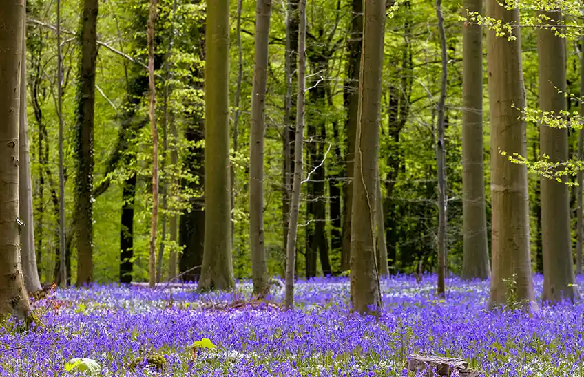 Forests study options