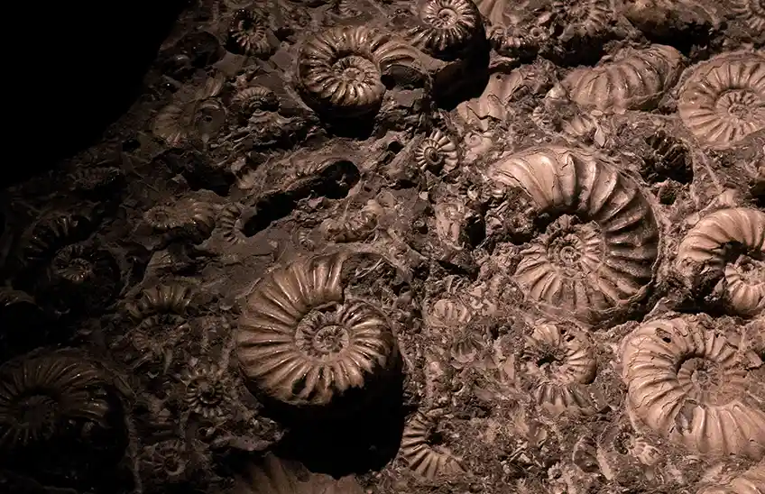 Fossils, Rocks & Soils study options